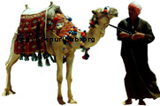 Beduine mit Kamel in Ägypten